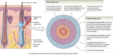 Hair - Shaft, Follicle, Structure, Hair Bulb - Root & Function