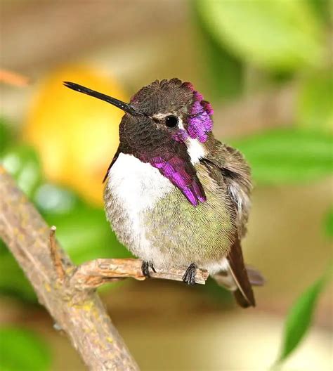 Hummingbirds in Colorado (8 Species with Pictures) - Wild Bird World