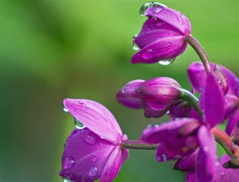 Dew Drops On Purple Flowers Photograph by Karl Mahnke