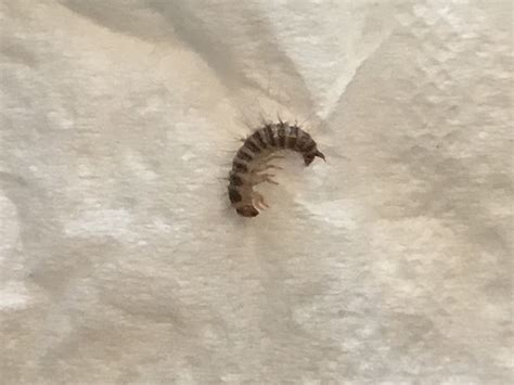 Larva of a larder beetle - PEST CONTROL CANADA