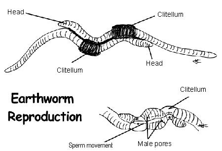 Common Earthworm - The Reproductive System