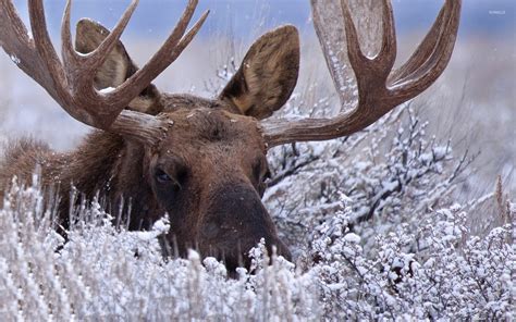 Moose in the snowy grass wallpaper - Animal wallpapers - #47253