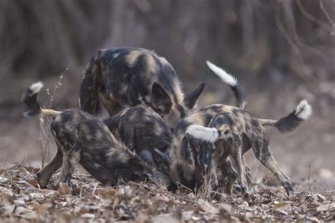 Painted Dogs on the hunt | Lensman - Lennart Hessel Photography