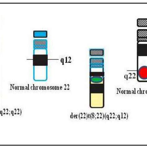 Ideograms of G-banding patterns for the three-way translocation... | Download Scientific Diagram