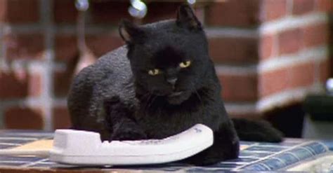 The Best Cat TV Shows & Shows About Cats, Ranked by Votes