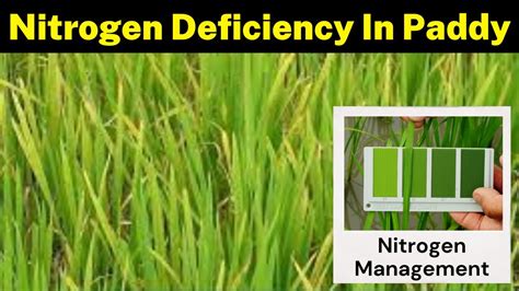 Nitrogen Deficiency In Rice Plants