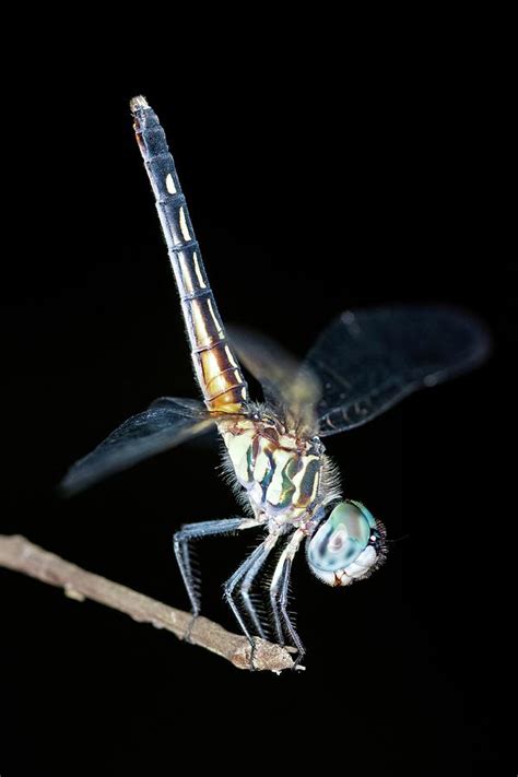 Blue Dasher Dragonfly Photograph by Clay Coleman/science Photo Library ...