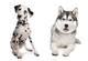 The Dalmatian Husky Mix - What Dog Owners Can Expect?