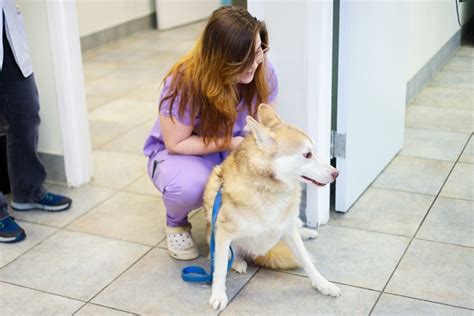 Hamptonburgh Animal Hospital Patient Gallery | Vet Clinic In Campbell Hall, NY