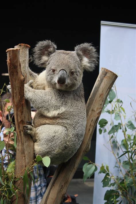 Taronga Zoo's Koala | Koala, Koala bear, Animals