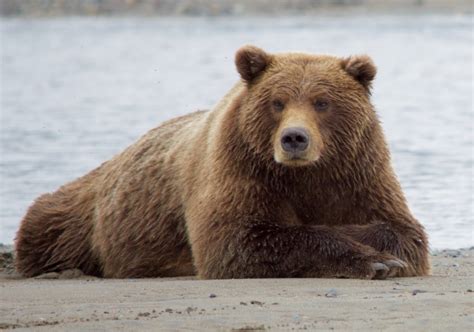 Brown Bear Free Stock Photo - Public Domain Pictures