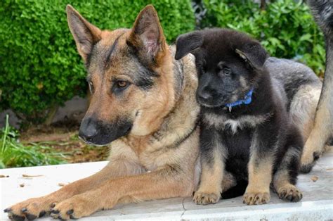 German Shepherd Adoption Pa