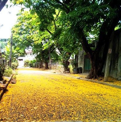 Carpet of Narra Tree flowers | Flowers, The originals, Farm