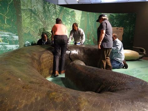 That's one big reptile. The replica of #Titanoboa, a monster prehistoric snake discovered in ...