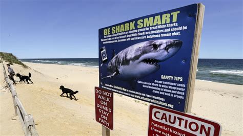 No More Shark Attacks. Call Them 'Bites,' Australian States Say : NPR