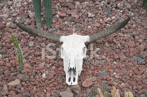 Skull Of A Longhorn Steer Stock Photo | Royalty-Free | FreeImages