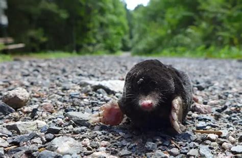 Mole - Description, Habitat, Image, Diet, and Interesting Facts