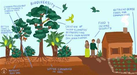 Agroforestry & Food Security For Small-Scale Farming Communities – Grow Ahead