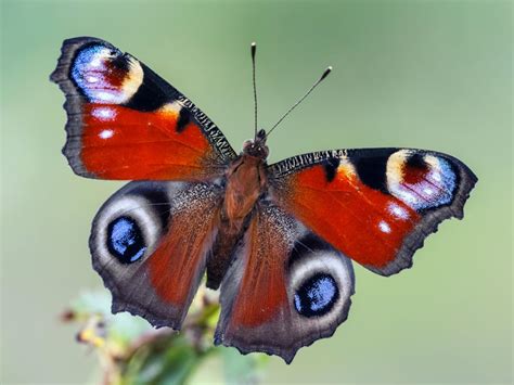 Peacock | Butterfly Conservation