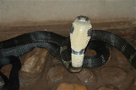 What Is King Cobra Venom Used For?