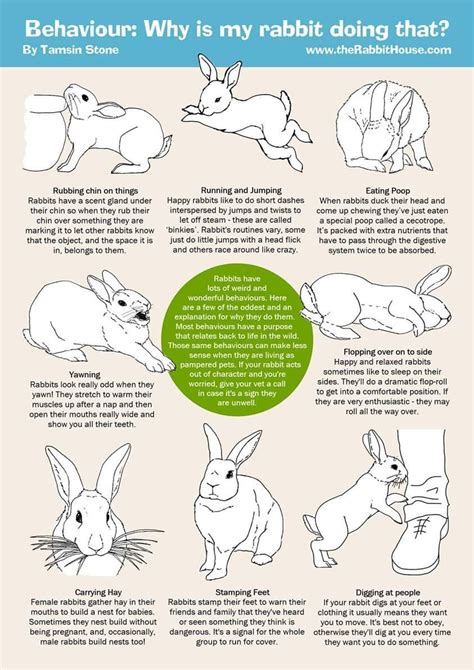 Bunny Mom, Bunny House, House Rabbit, Rabbit Cage, Bunny Care Tips, Rabbit Facts, Rabbit ...