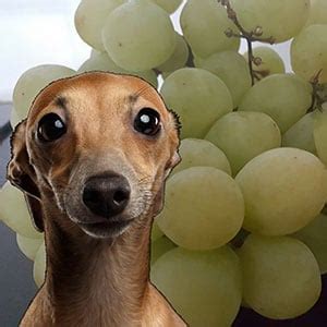 Can Dogs Eat Grapes Symptoms - PUPPY CUTE DOG