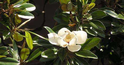 Magnolia grandiflora es de los árboles ornamentales de hoja perenne ...