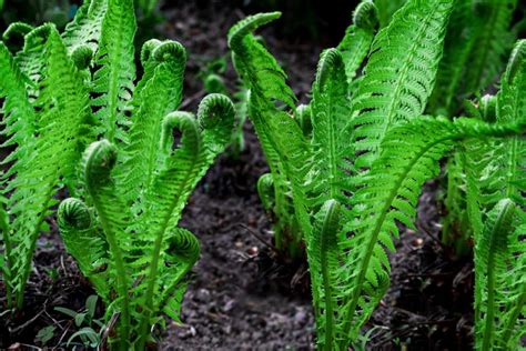 Growing Fiddlehead Ferns