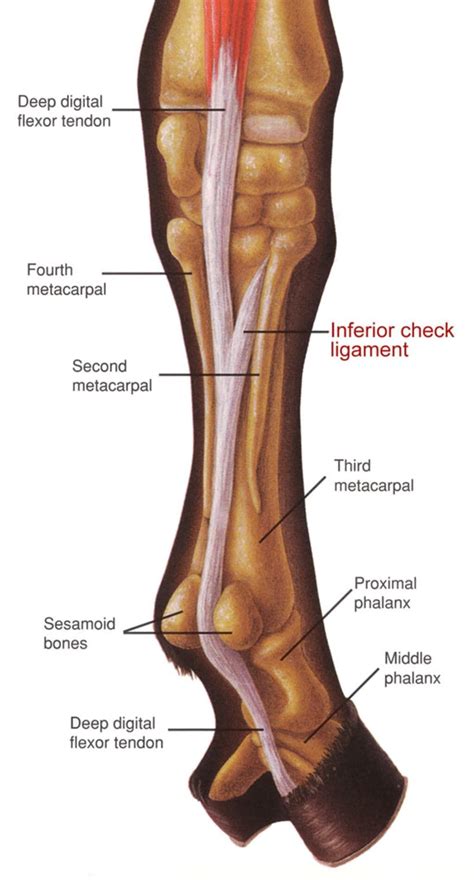 An Overview of the Inferior Check Ligament in Horses | Horse health, Horse anatomy, Equine ...