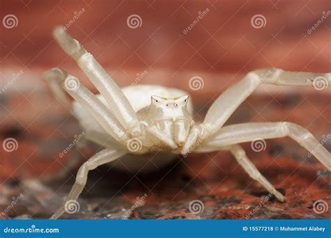 White crab spider stock photo. Image of hair, poisonous - 15577218