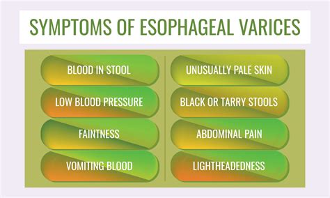 Understanding Esophageal Varices: Causes, Symptoms, and Treatment