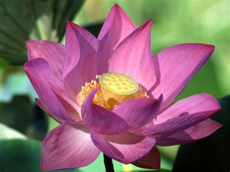 Purple Lotus Flower - Flower HD Wallpapers, Images, PIctures, Tattoos and Desktop Background