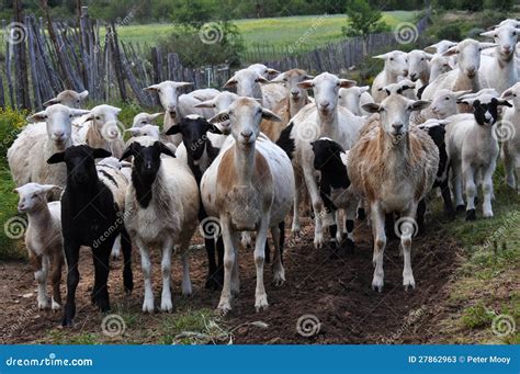 Herd of goats stock image. Image of fence, wooden, white - 27862963