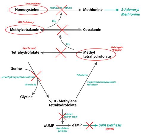 Folate Trap - The science behind B12 deficiency — Firstclass