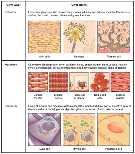 3.1 Types of Tissues – Fundamentals of Anatomy and Physiology