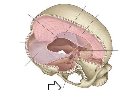 Level 4 - 301 - 400 - Head and Neck - Memrise