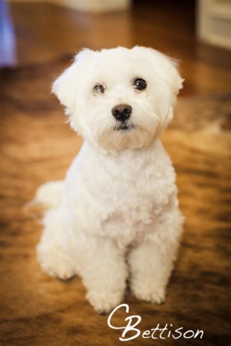 8 best Maltese Haircuts images on Pinterest | Maltese puppies, Dog haircuts and Cats