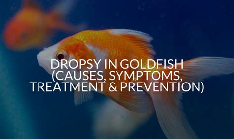 Dropsy In Goldfish (Causes, Symptoms, Treatment & Prevention) - Betta Care Fish Guide