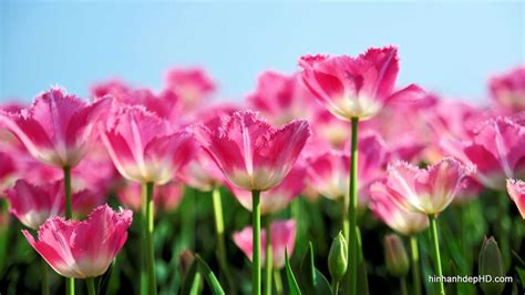 Hình nền Hoa Tulip đẹp với những cánh đồng đầy màu sắc - Hình Ảnh Đẹp HD