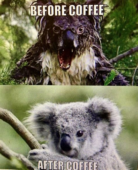 Pin by Anne Rogers on Life | Funny koala, Koala meme, Koala