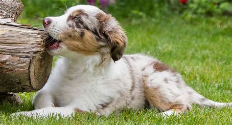 Red Merle Australian Shepherd - The Truth About the Cute Color