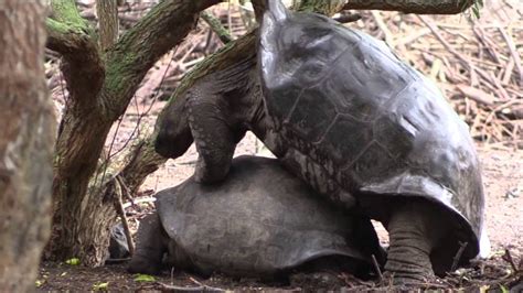 Giant Tortoise Breeding Center, Galapagos, Isabela Island - YouTube