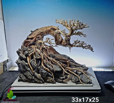 Bonsai bám đá cho hồ 40 đến 60 – Cửa hàng thủy sinh Đà Nẵng