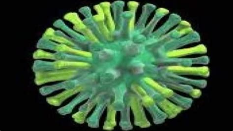 Scientists find gene preventing bird flu virus from spreading to humans