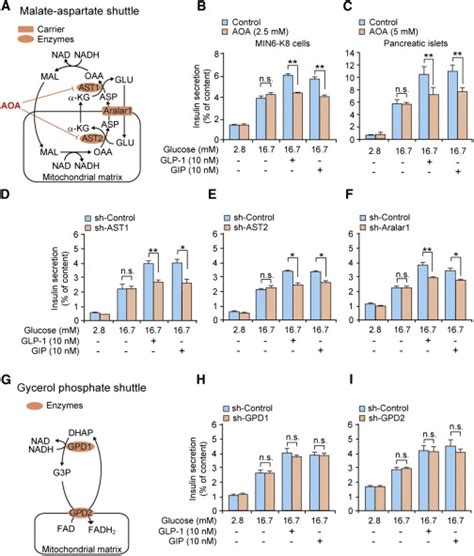 Essential Role of the Malate-Aspartate Shuttle in Incretin-Induced ...