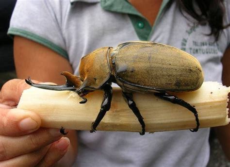 The scientific name is Elephas Megasoma, insects belong to the beetle ...