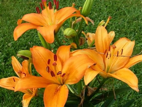 Orange Daylily | Day lilies, Backyard landscaping, Flowers