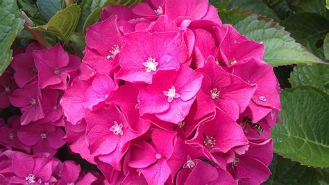 Deep pink Hydrangea | Pink hydrangea, Flower garden, Flowers