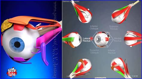 Extraocular Muscles, Movements Extrinsic Eye Muscles | 3D Human Anatomy | Organs - YouTube