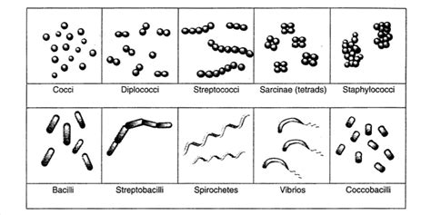 bacterial shapes and arrangements | Bacterial Anatomy Bacteria Shapes, Anatomy Flashcards ...